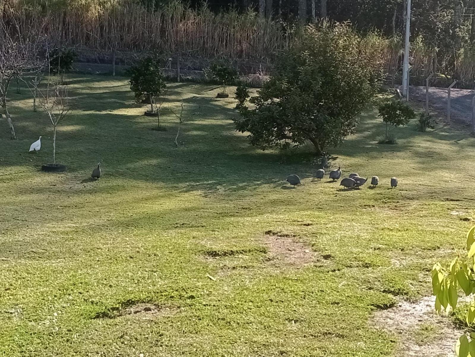 Encosta Dos Pinheiros Gramado